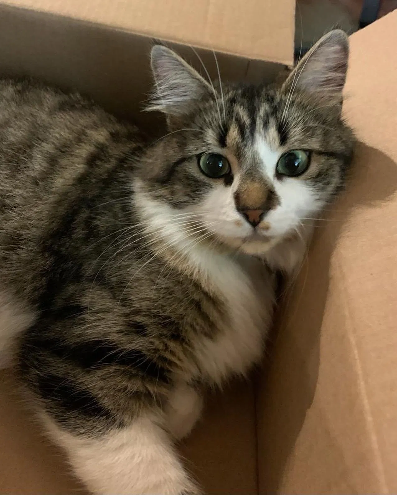 Lost cat in San Antonio, TX, 78249
