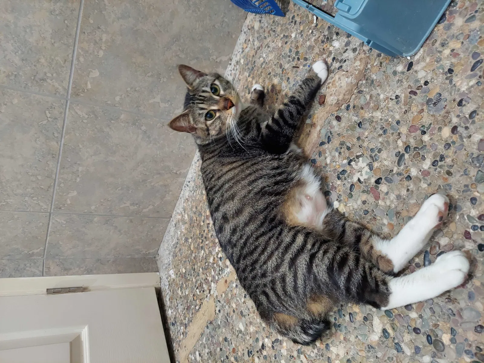 Lost cat in Fremont, CA, 94539