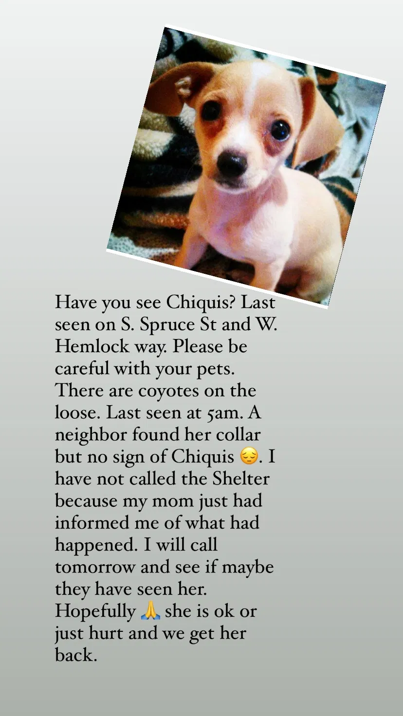 Lost dog in Santa Ana, CA, 92704