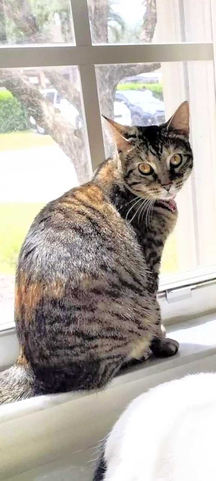 Lost cat in Hialeah, FL, 33015