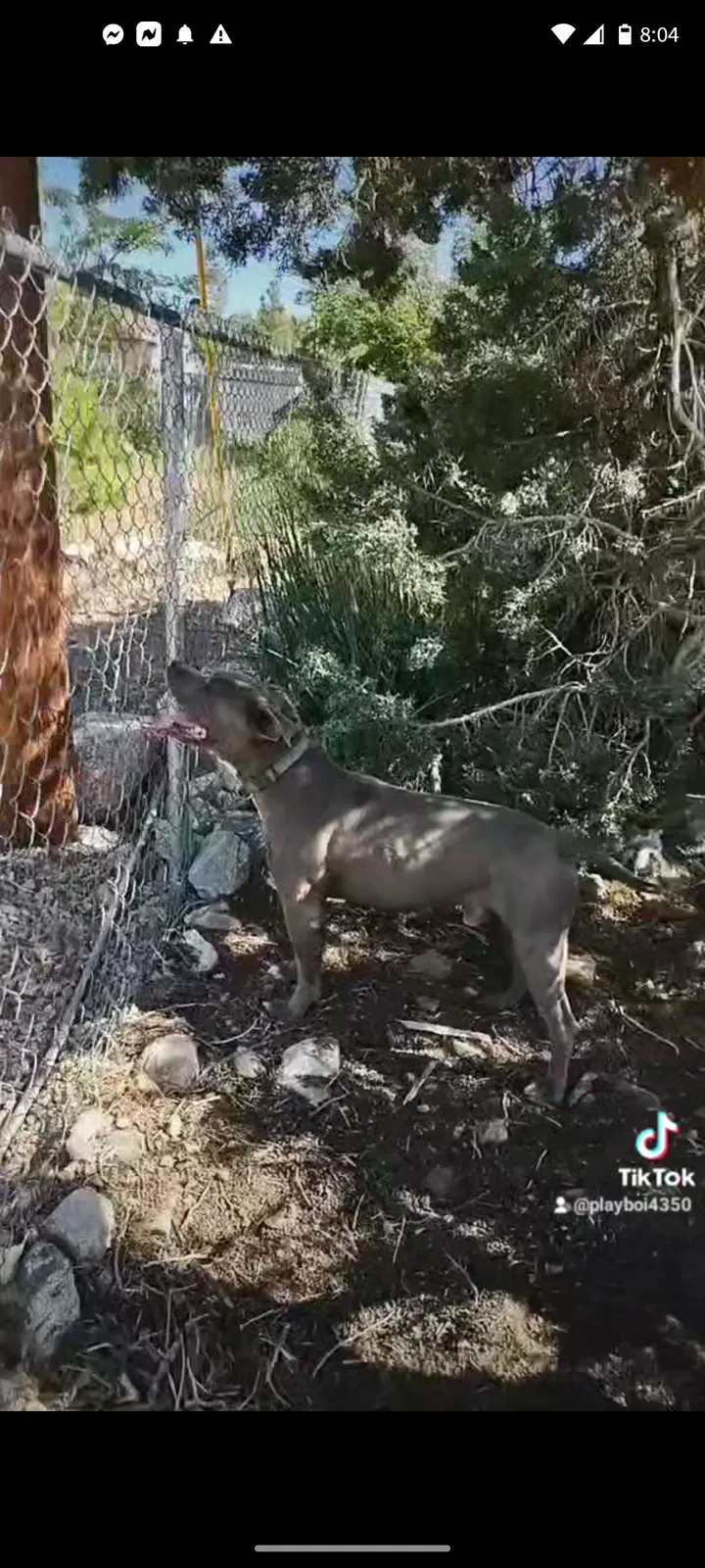 Lost dog in Pinon Hills, CA, 92372