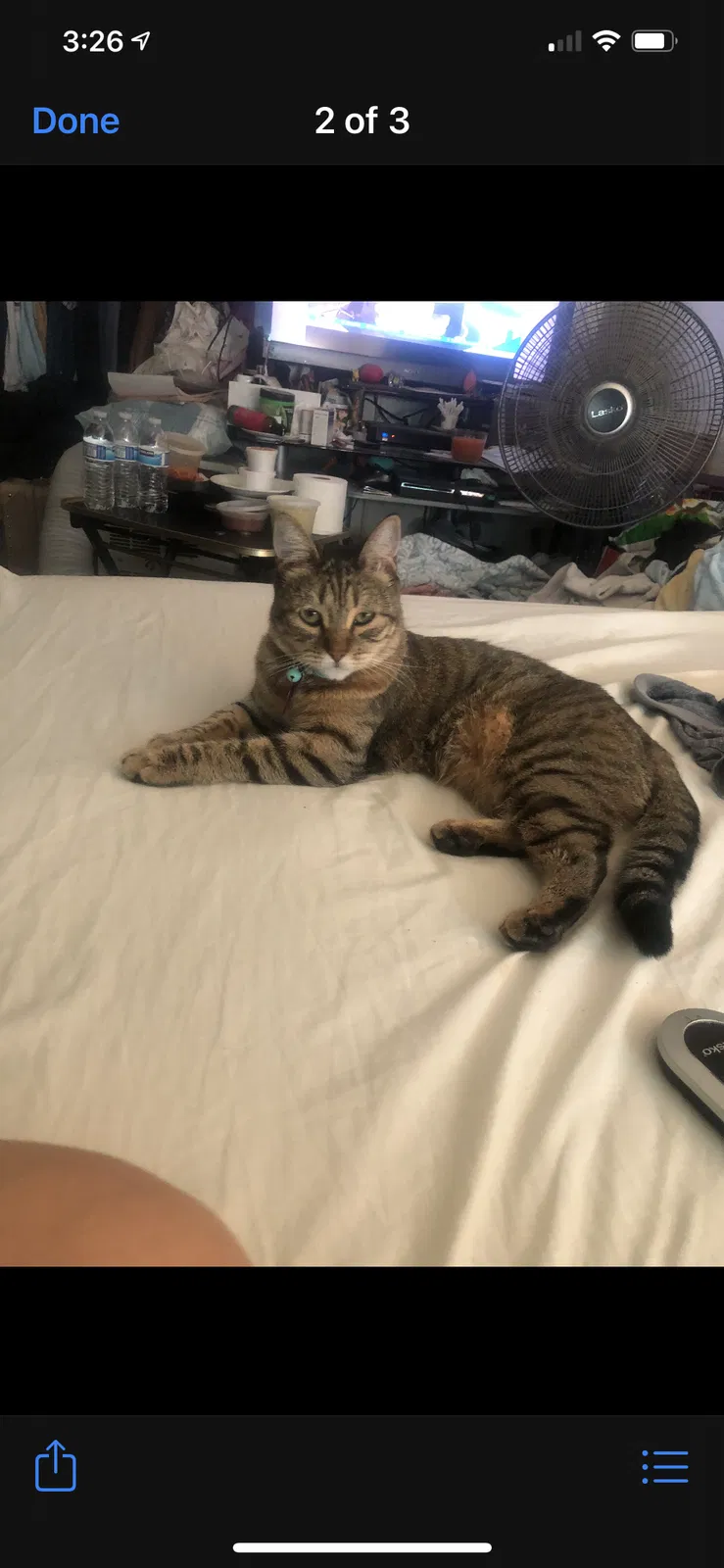 Lost cat in Los Angeles, CA, 90032