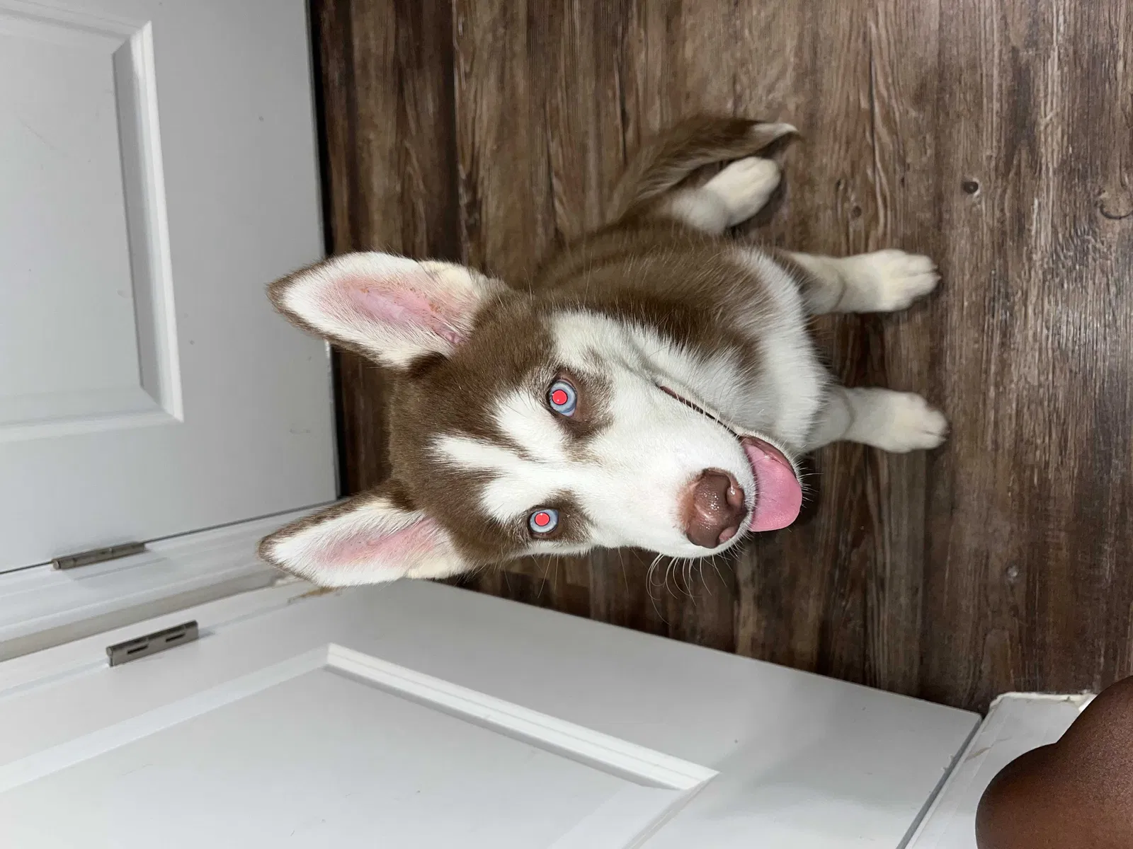 Lost dog in Snellville, GA, 30039