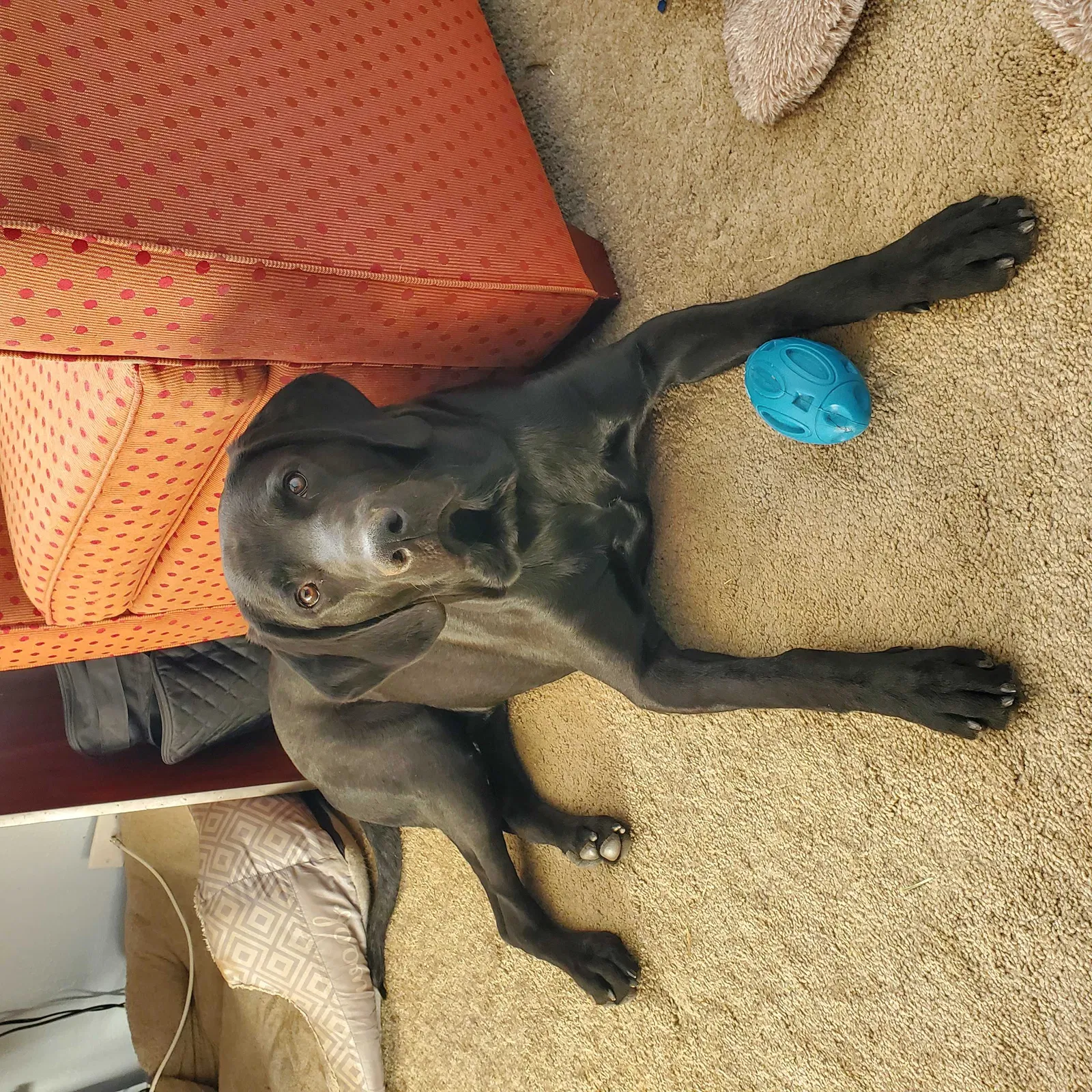 Lost dog in Glendale, AZ, 85306