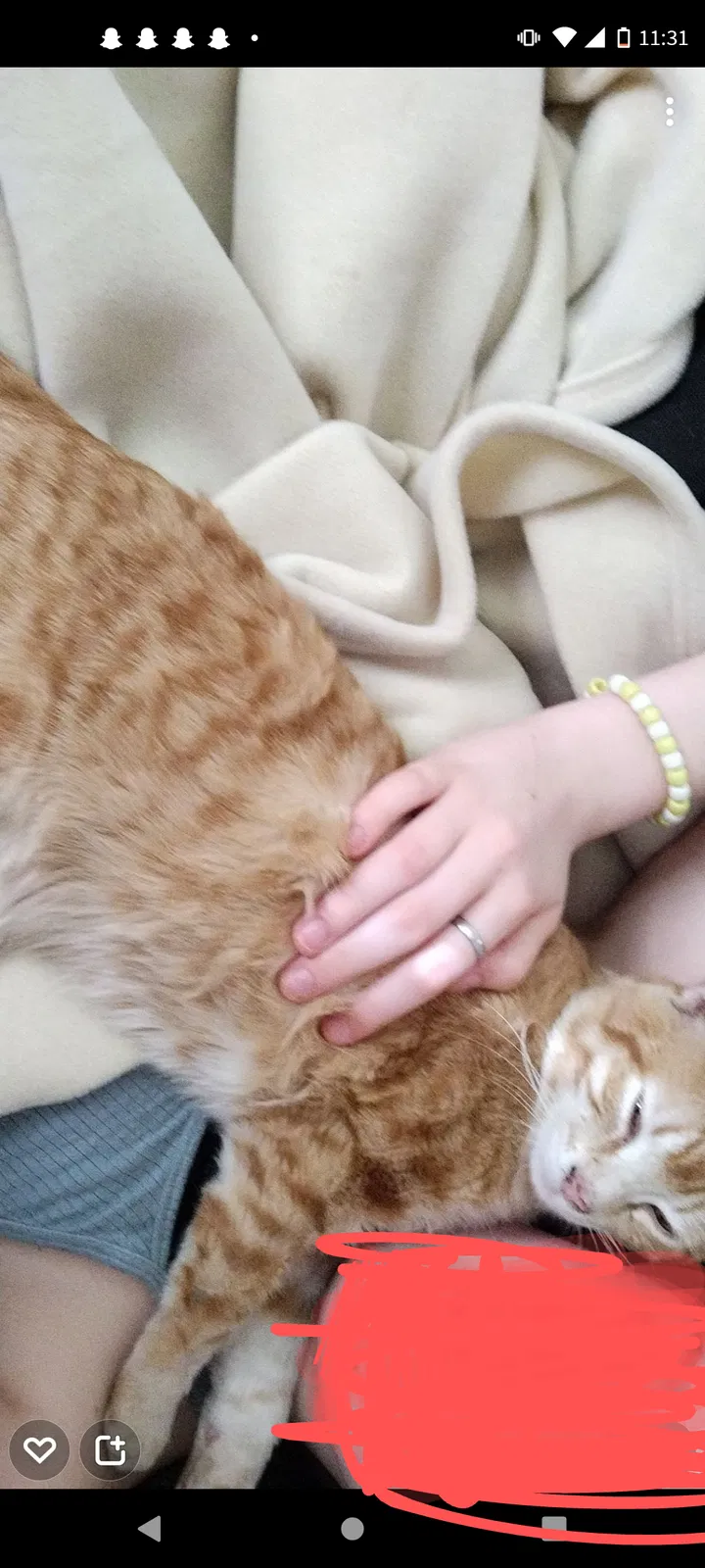 Lost cat in Harmony, NC, 28634