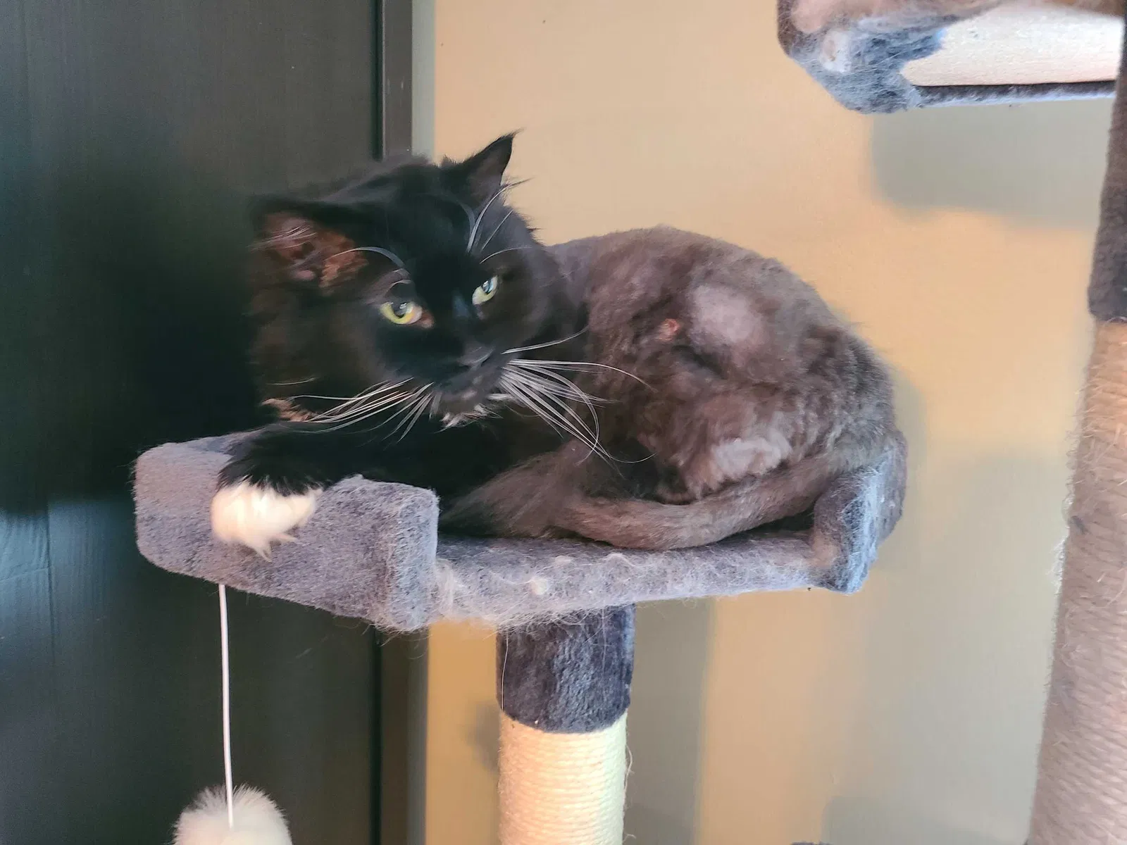 Lost cat in Henrico, VA, 23238