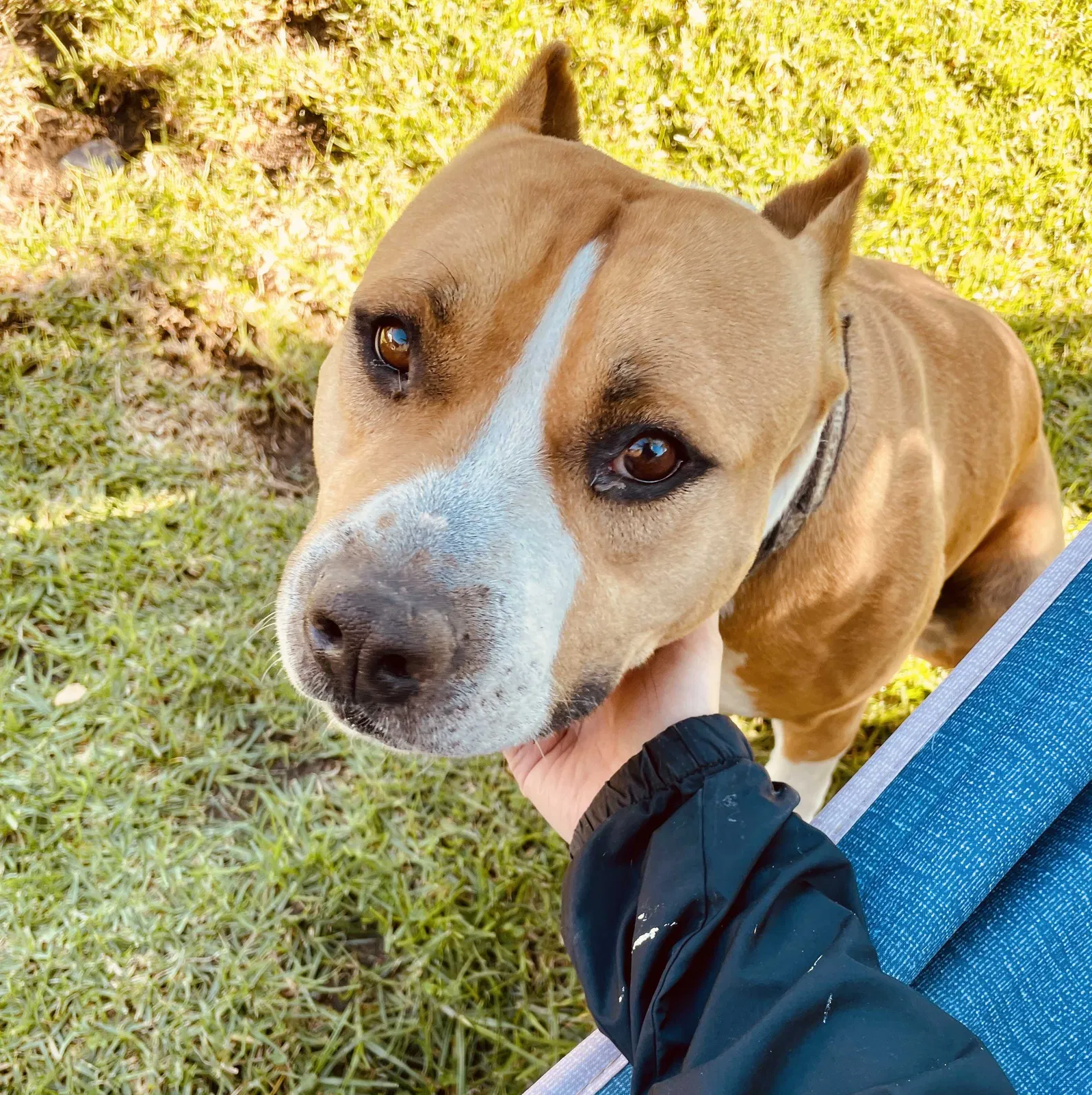 Lost dog in Sunland, CA, 91040