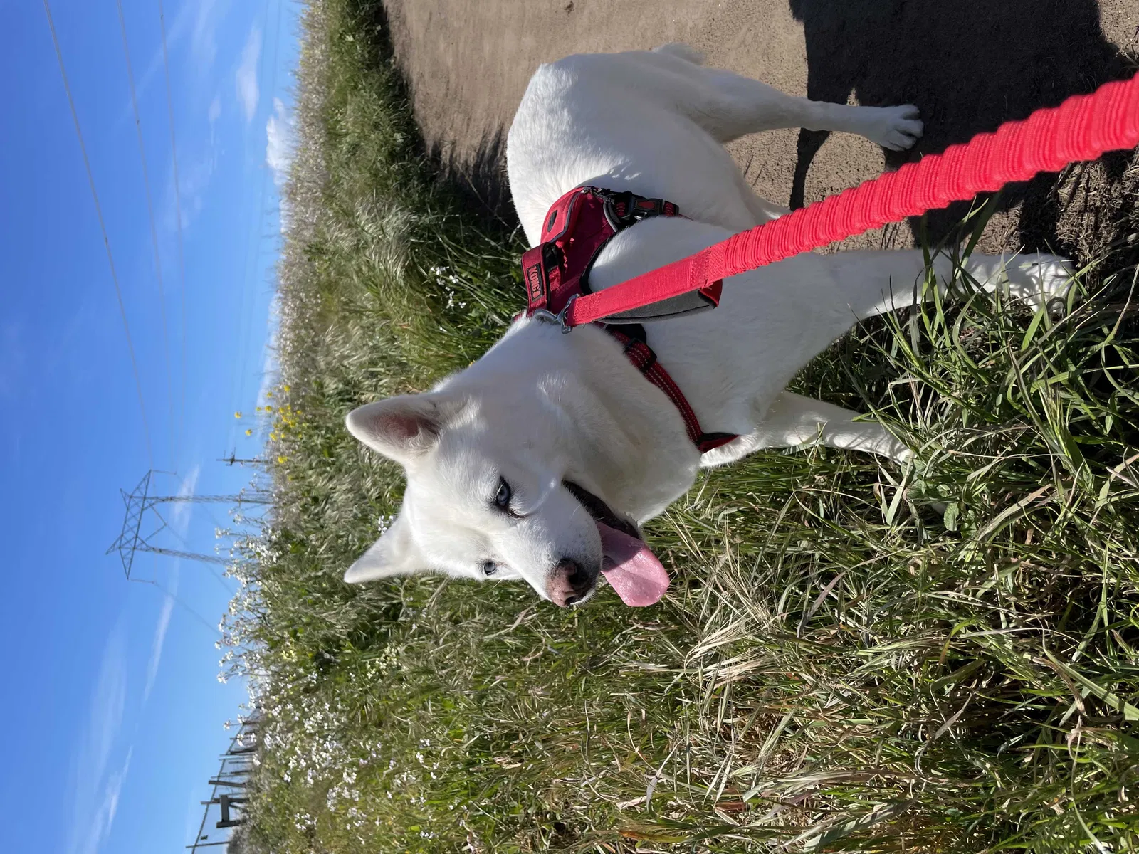 Lost dog in Castroville, CA, 95012