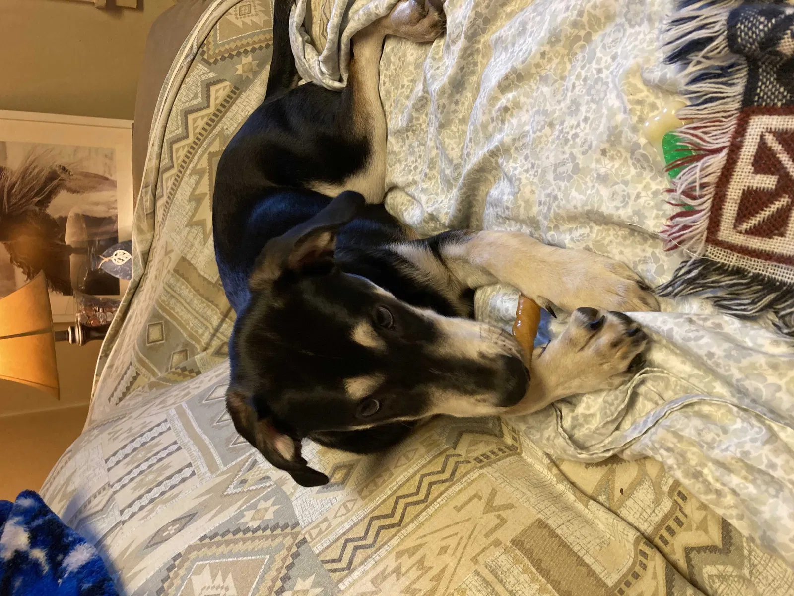 Lost dog in Pierce City, MO, 65723