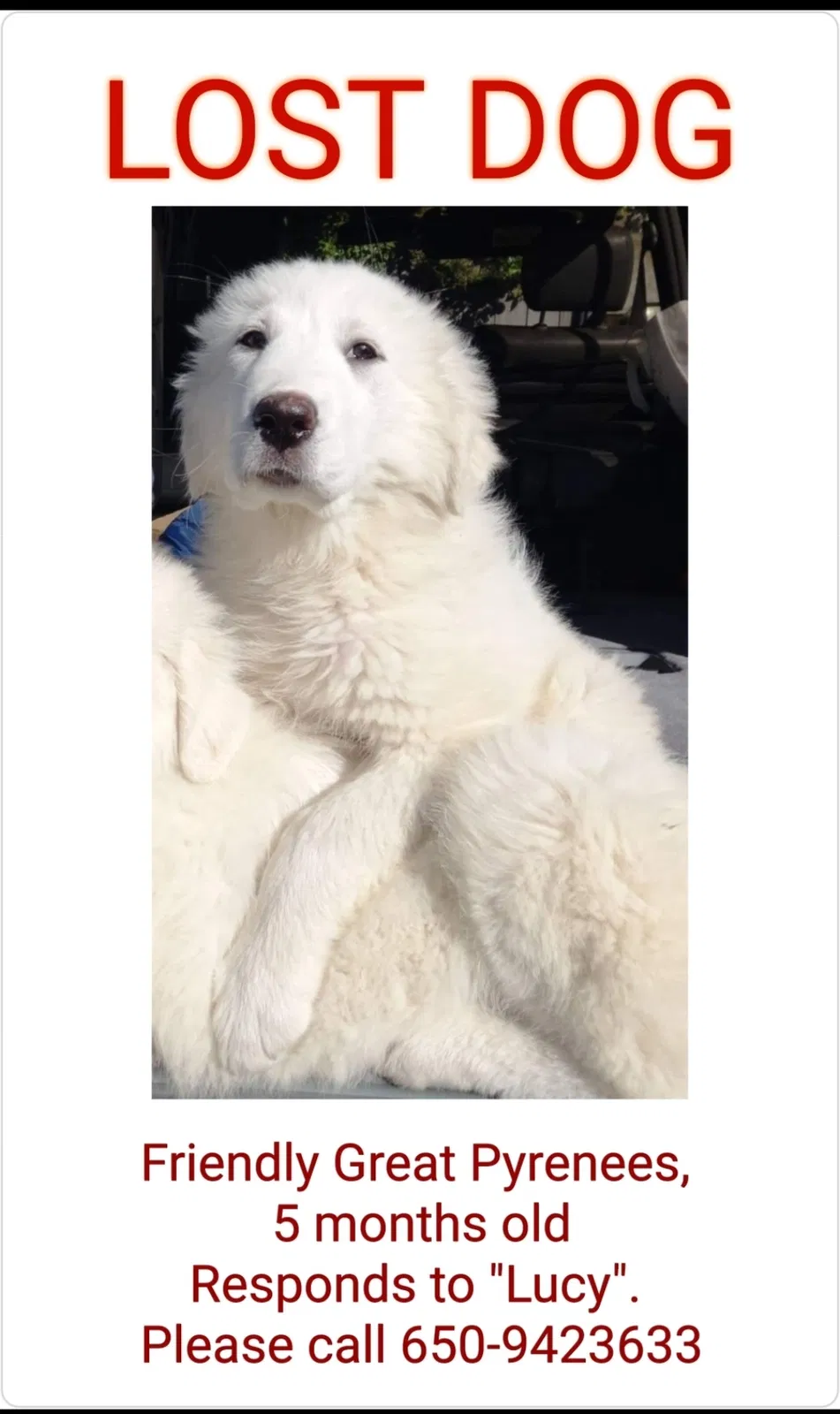 Lost dog in Alameda, CA, 94501