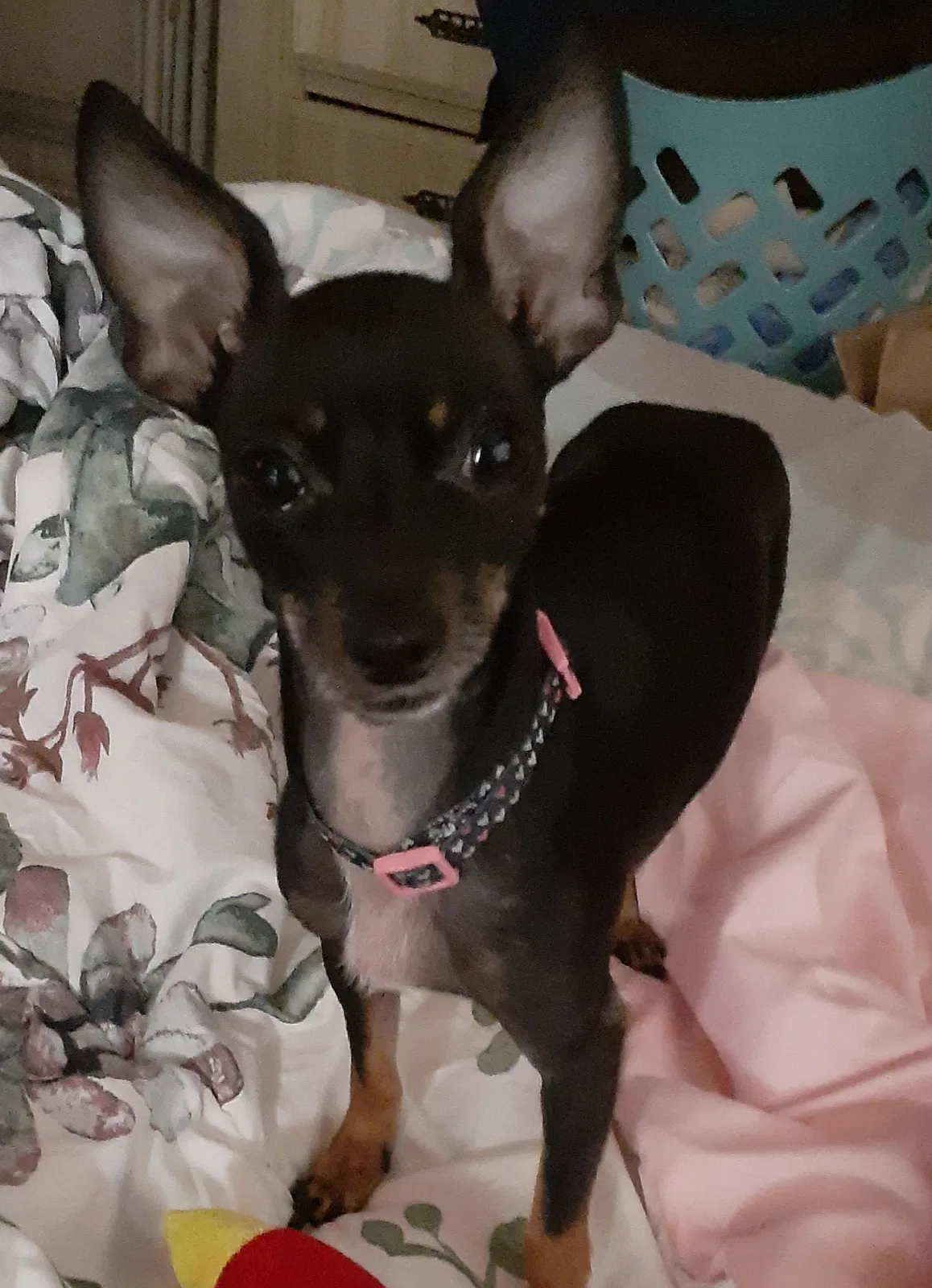 Lost dog in Hemet, CA, 92544