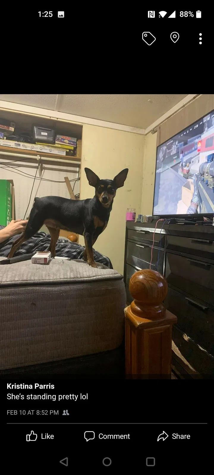 Lost dog in Peoria, IL, 61604