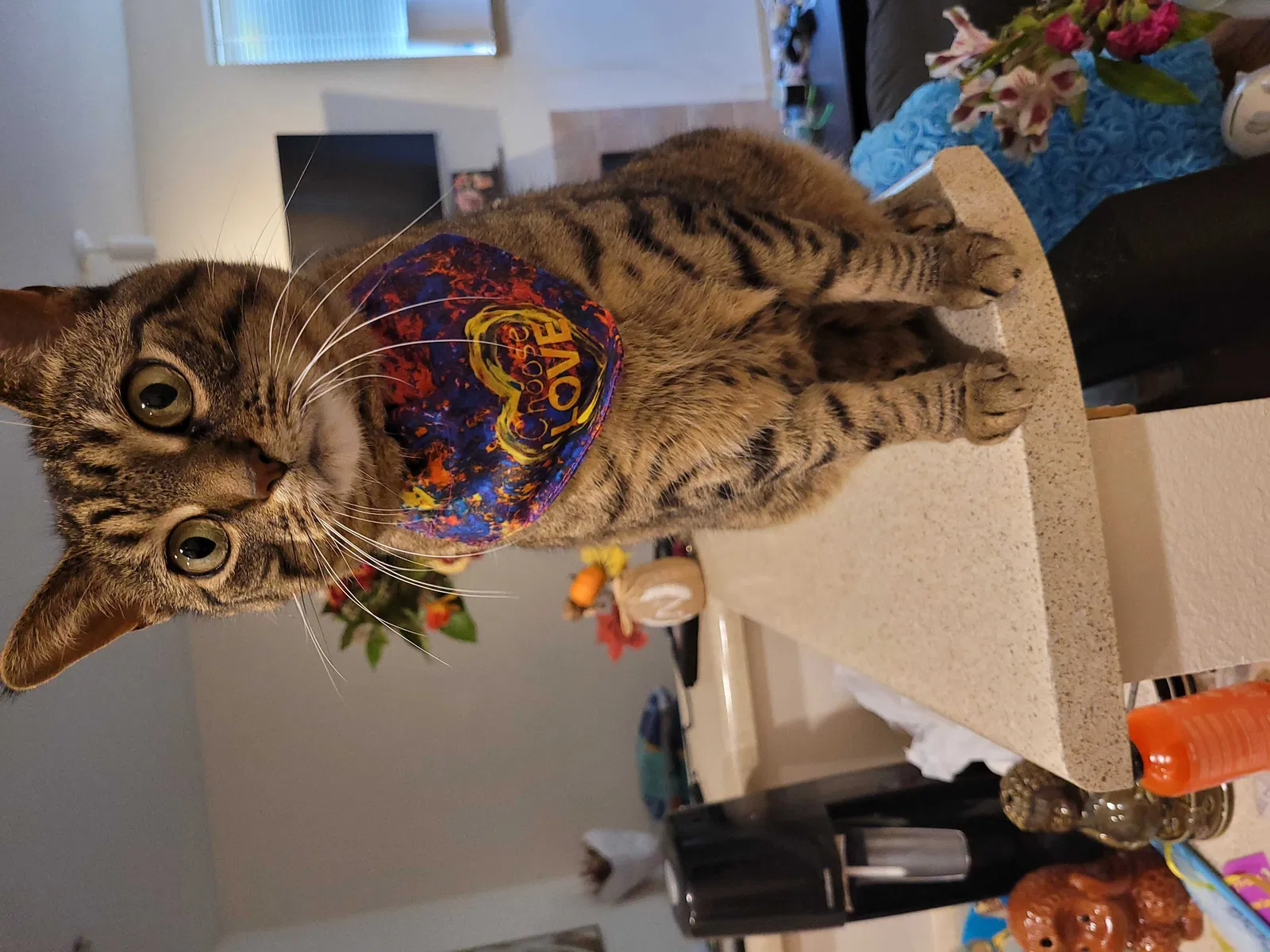 Lost cat in Renton, WA, 98055