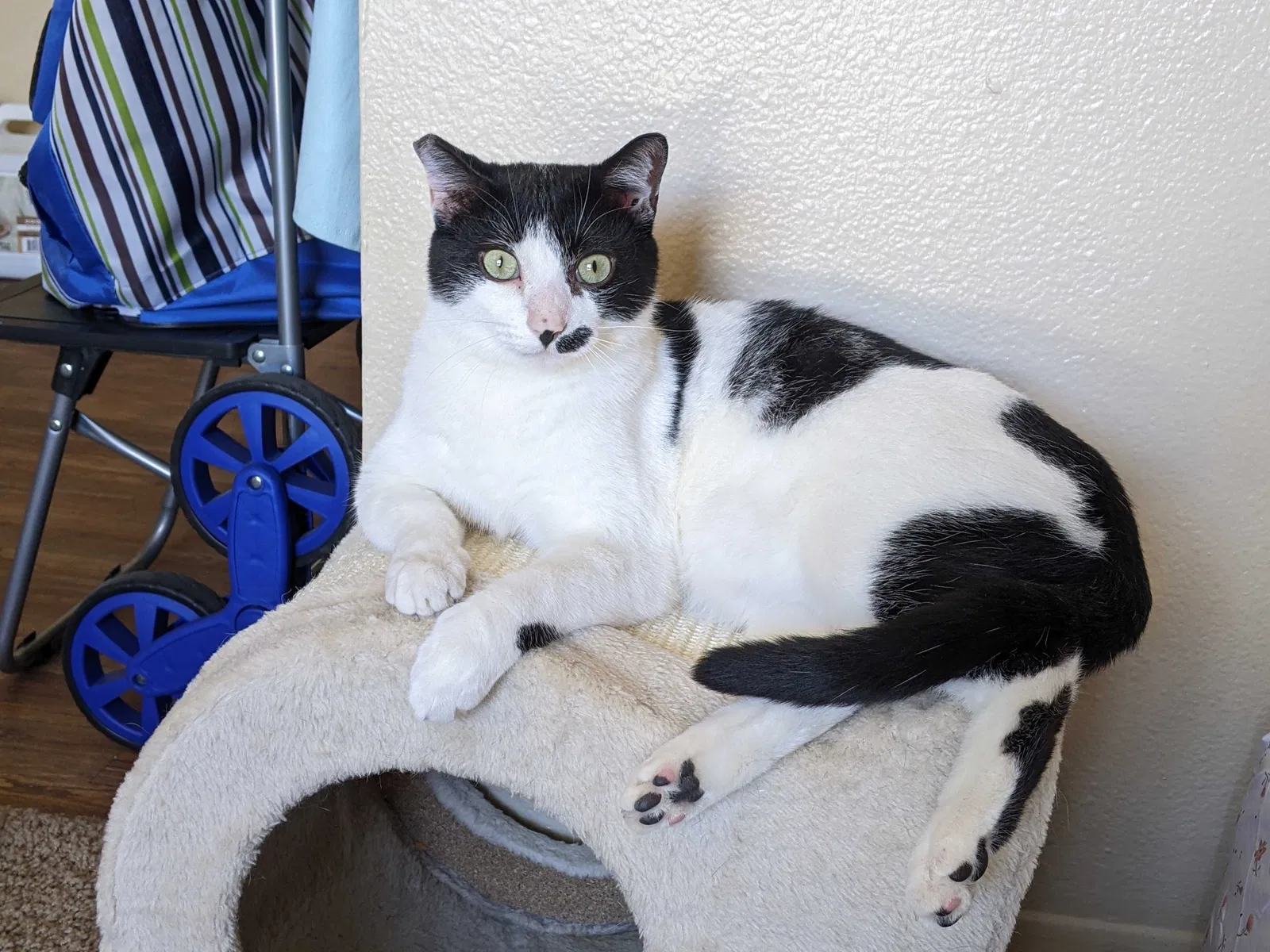 Lost cat in El Paso, TX, 79912