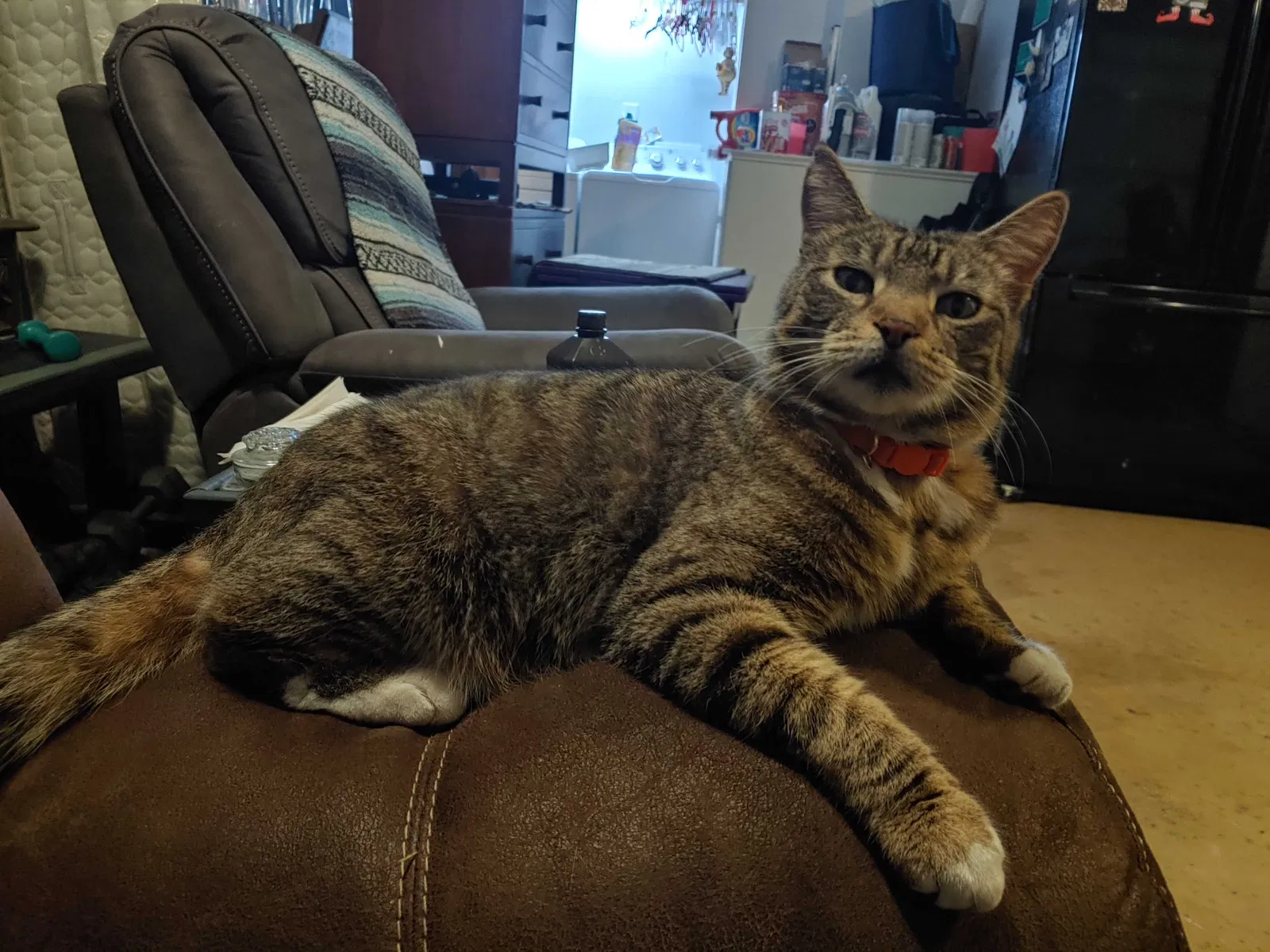 Lost cat in Unknown, SC, 29486