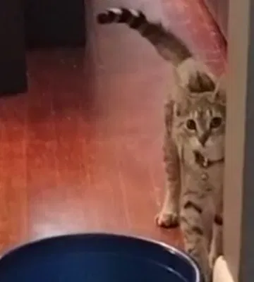 Lost cat in Hammond, IN, 46327