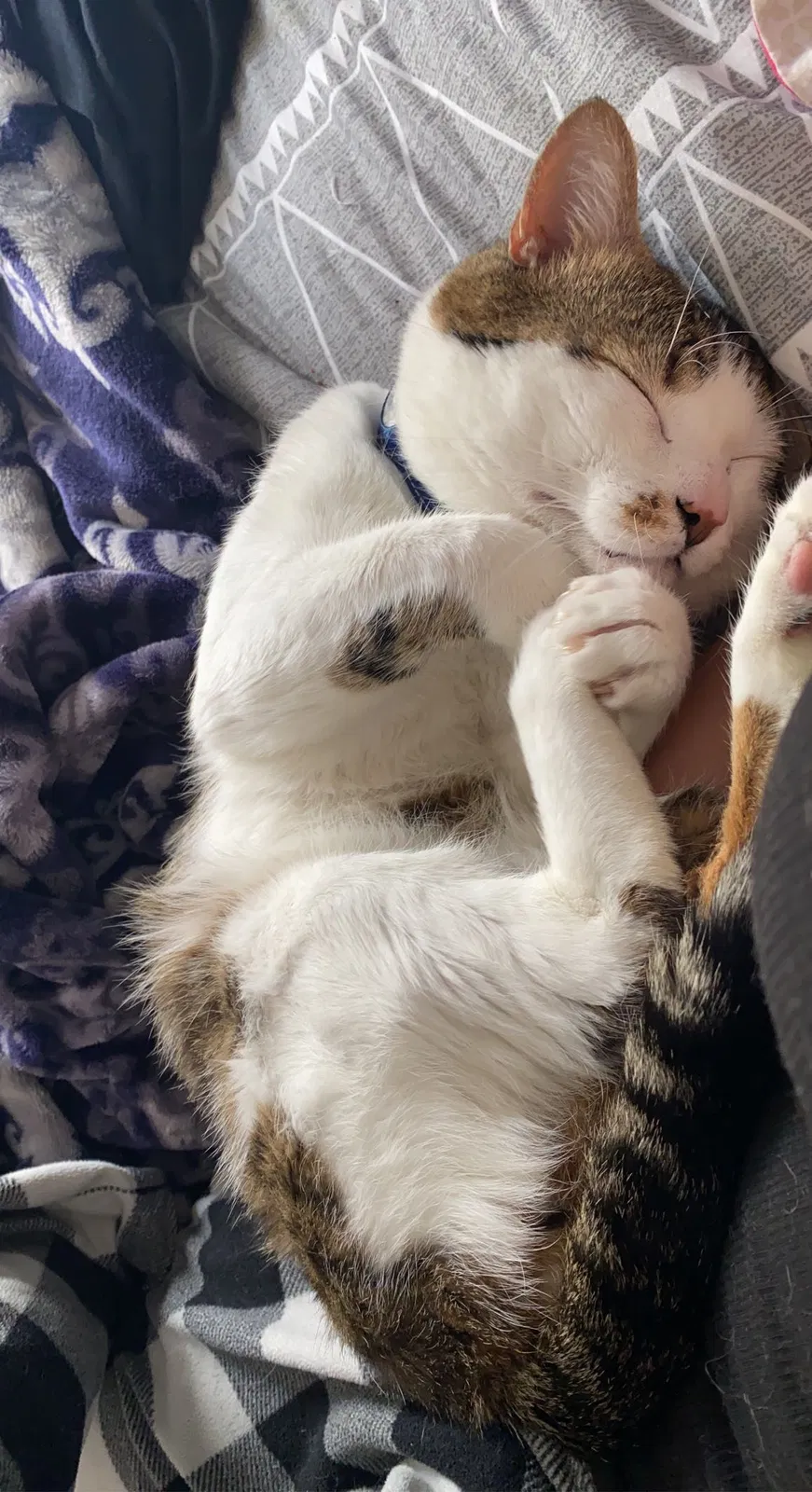 Lost cat in Magna, UT, 84044