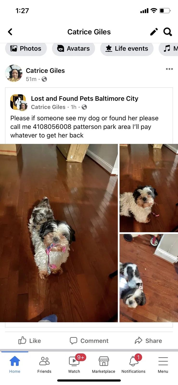 Lost dog in Baltimore, MD, 21231