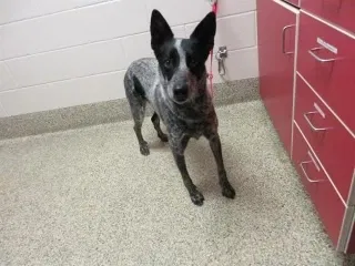 Lost dog in Colorado Springs, CO, 80906