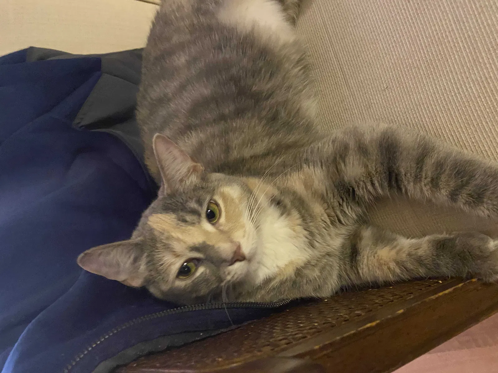 Lost cat in Rockford, IL, 61108