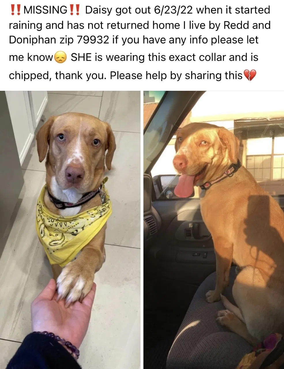 Lost dog in El Paso, TX, 79932