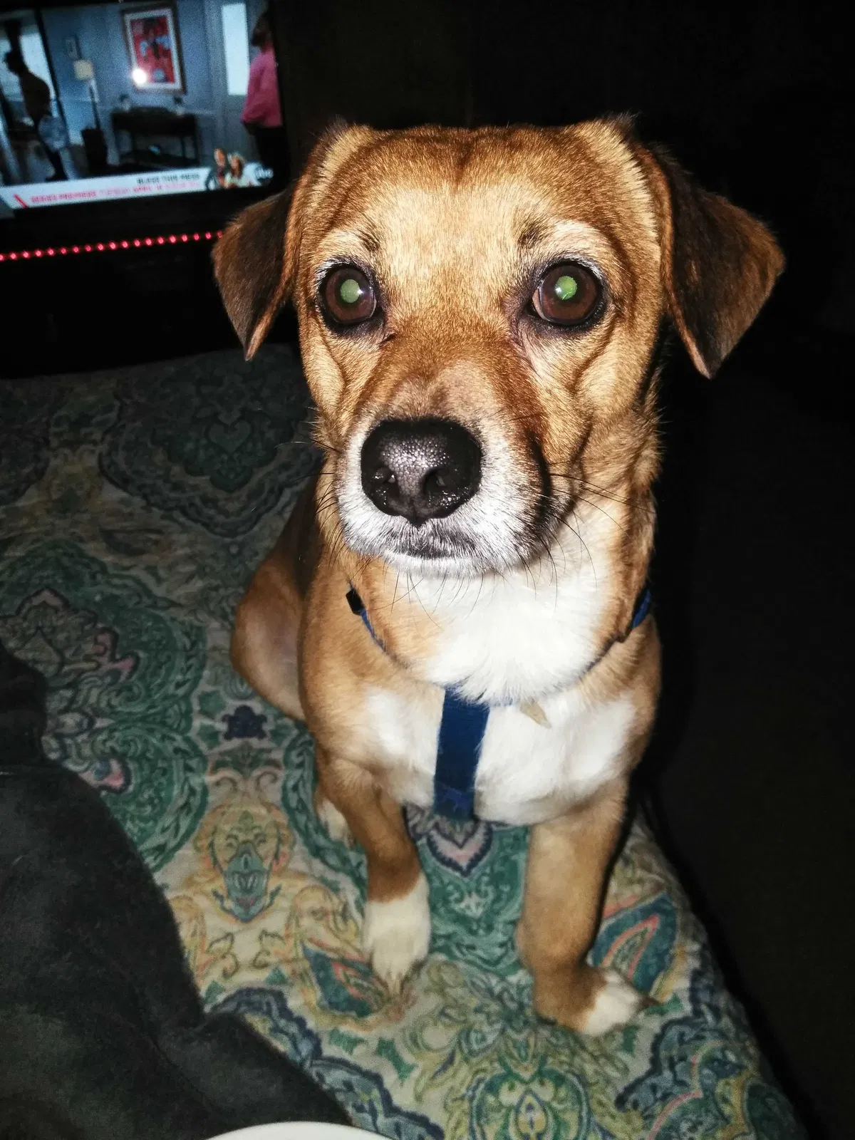 Lost dog in Rockport, TX, 78382