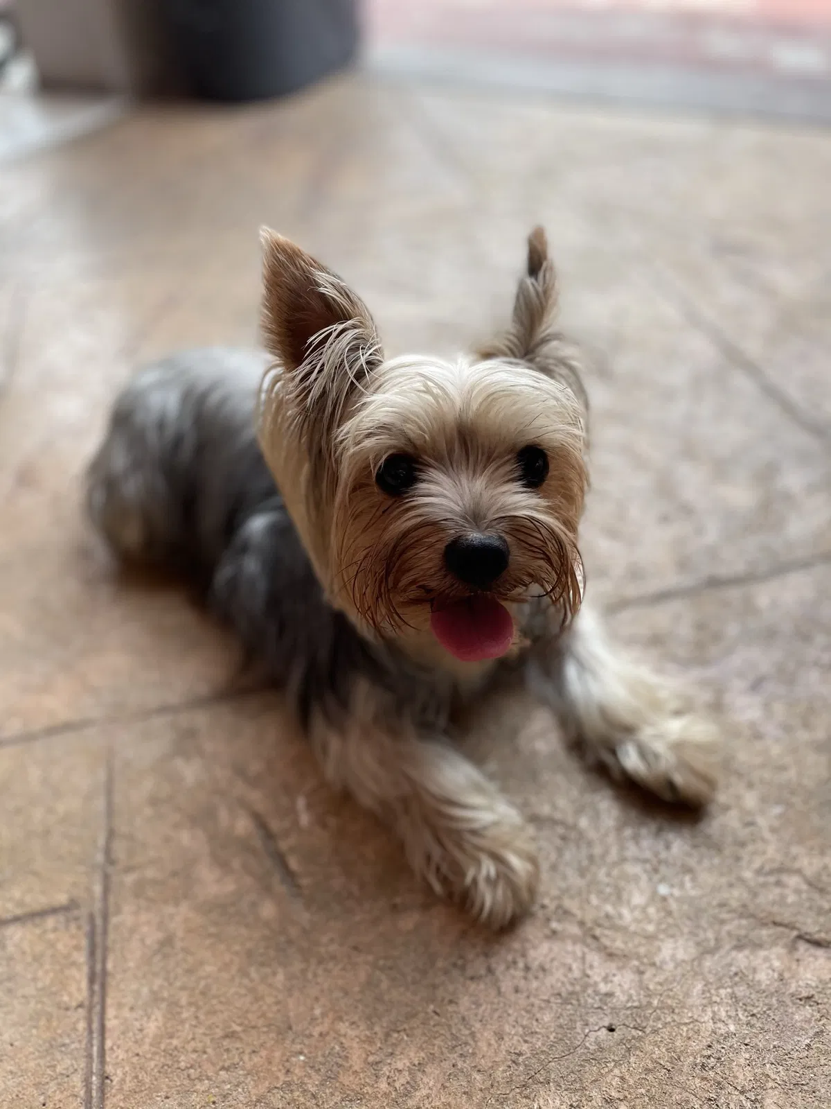 Lost dog in Miami, FL, 33177