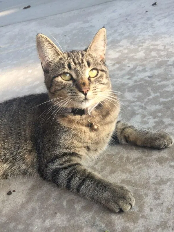 Lost cat in Huntington Beach, CA, 92647