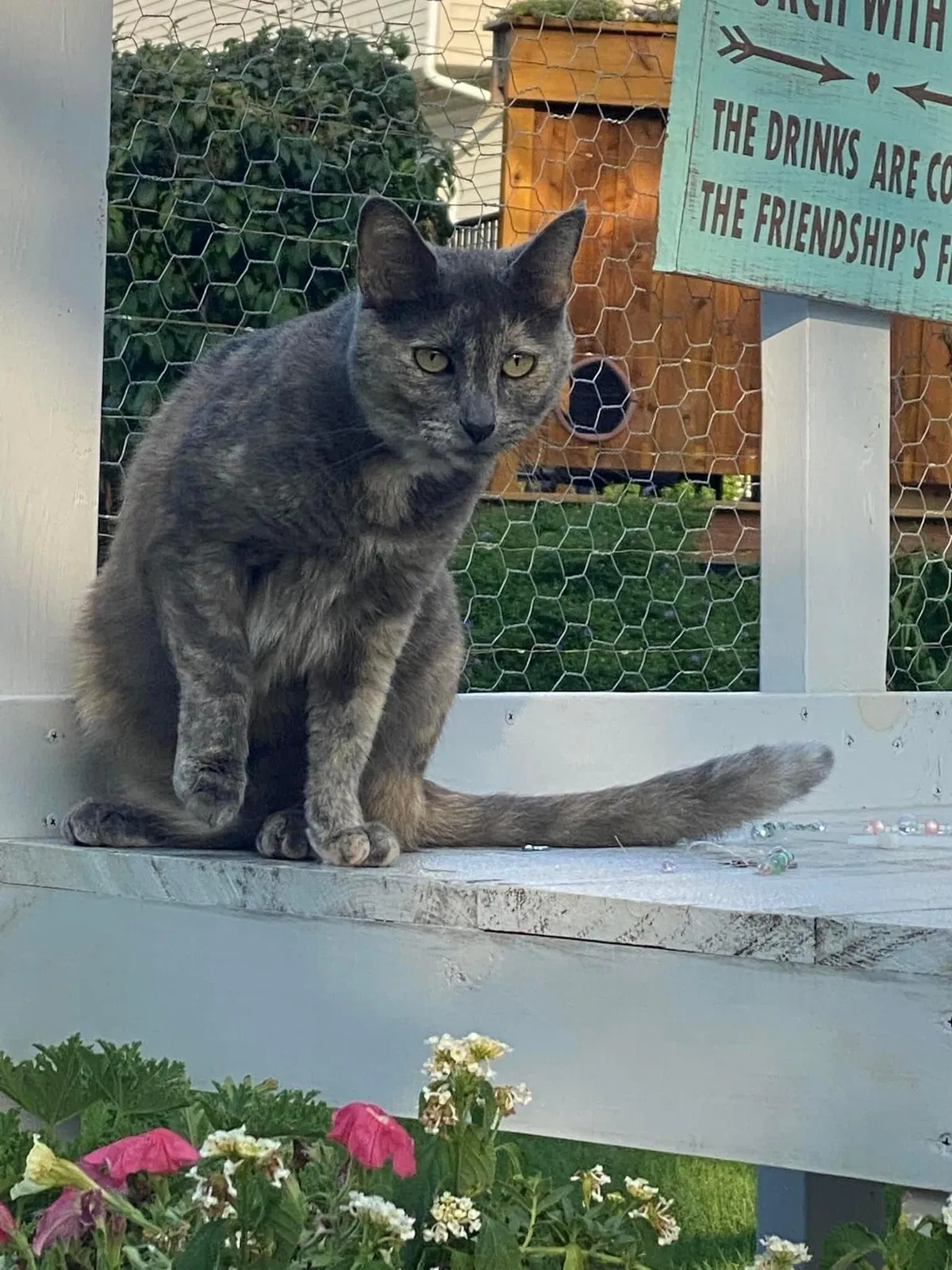 Lost cat in Gilberts, IL, 60136