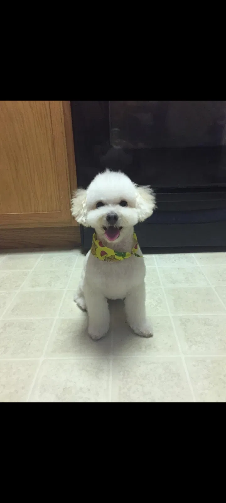 Lost dog in Tampa, FL, 33618