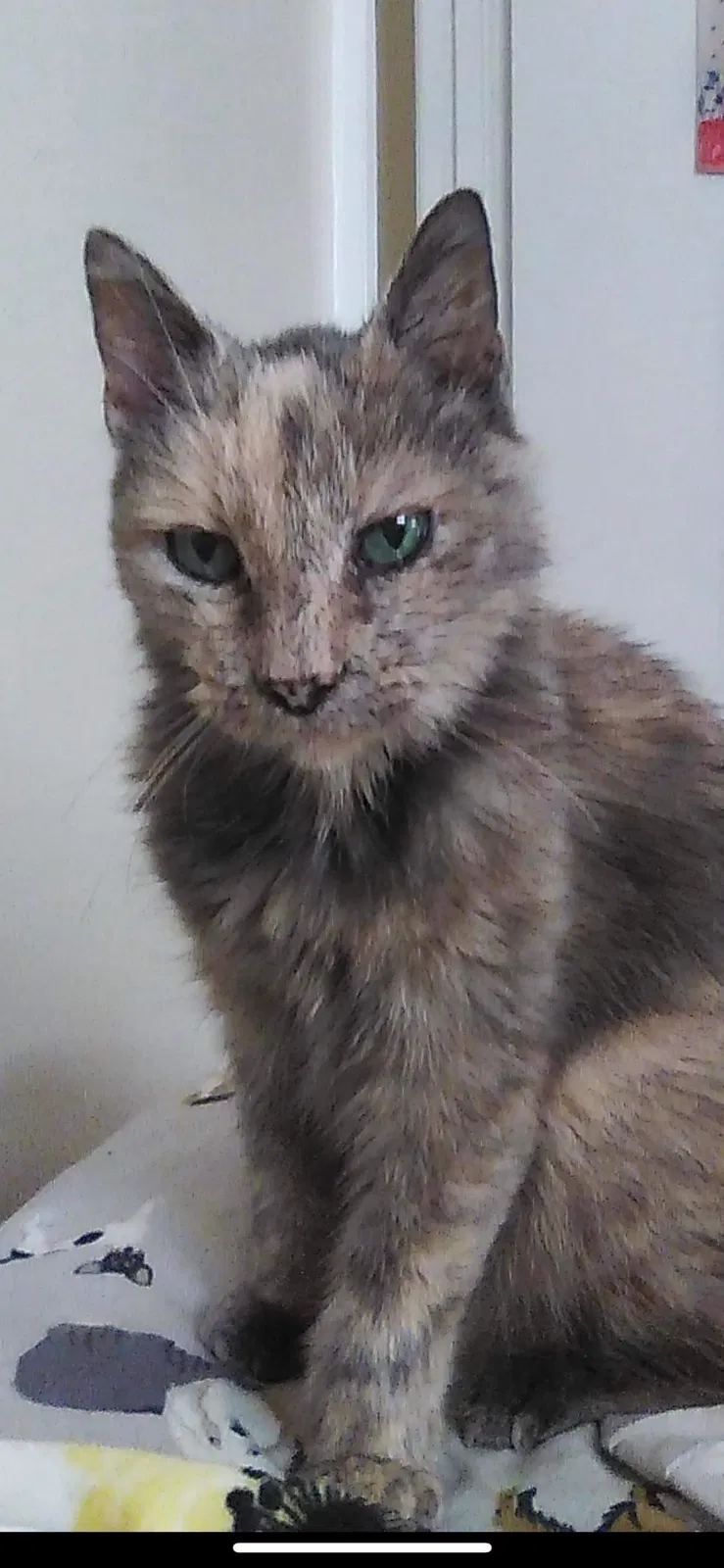 Lost cat in Mobile, AL, 36606