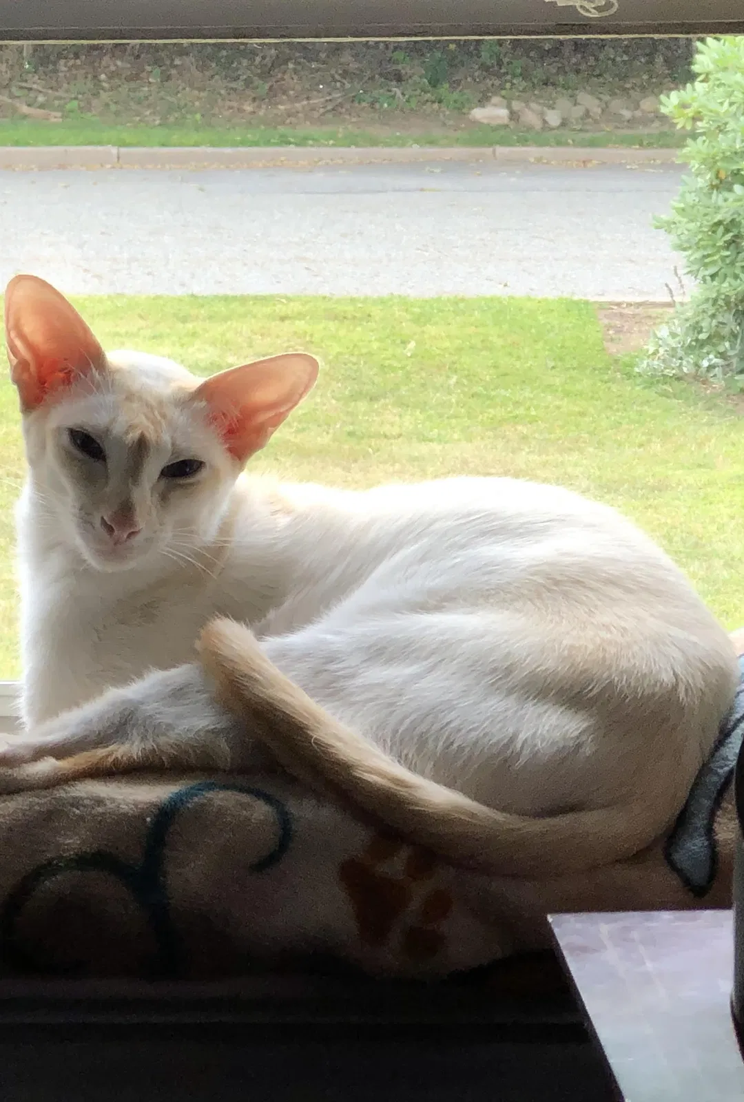 Lost cat in Mahwah, NJ, 7430