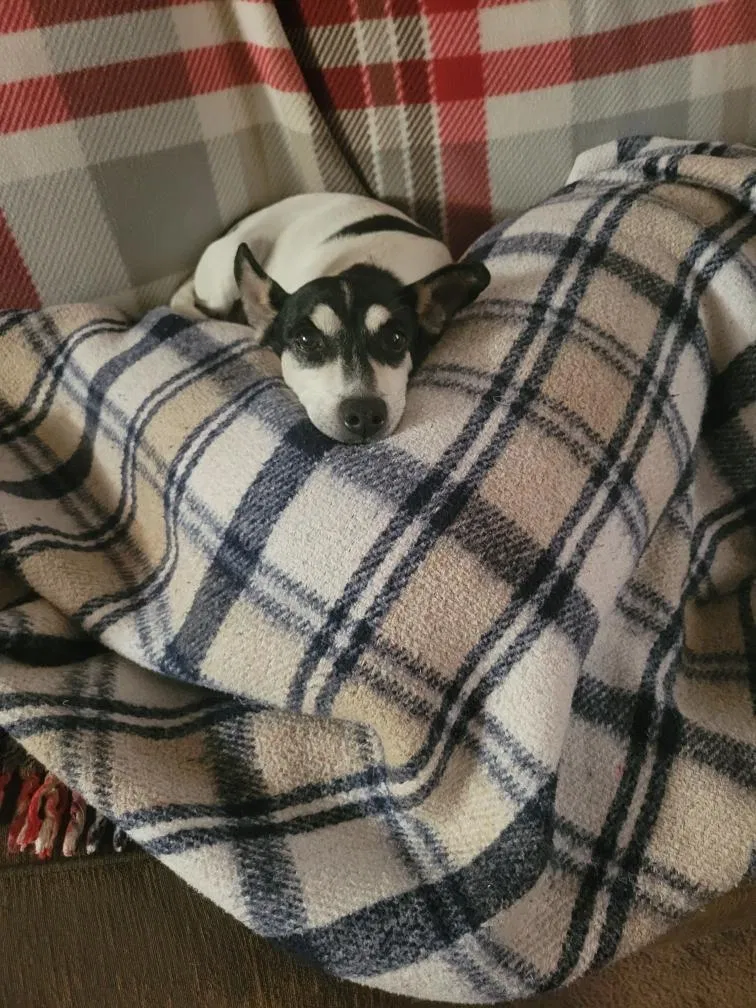 Lost dog in Bakersfield, CA, 93304