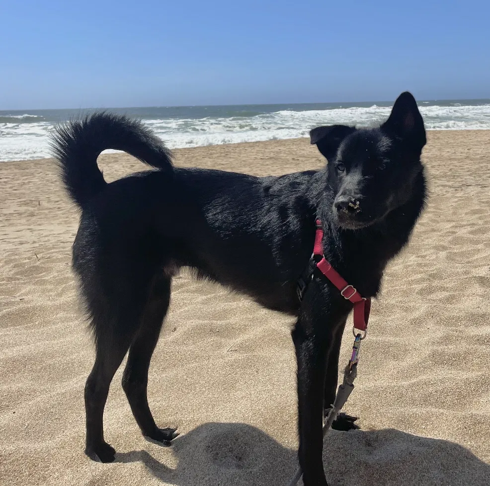 Lost dog in Emeryville, CA, 94608