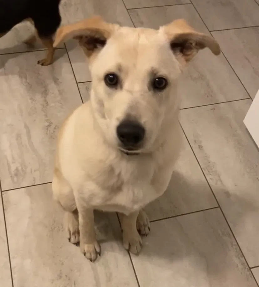 Lost dog in Acampo, CA, 95220