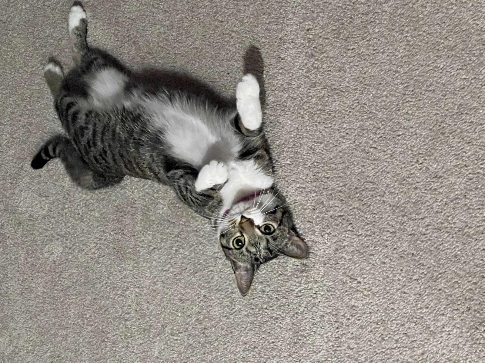 Lost cat in Richmond, TX, 77406