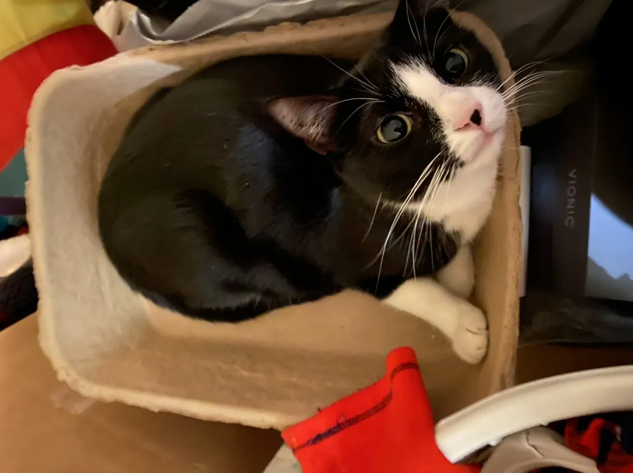 Lost cat in Denver, CO, 80210