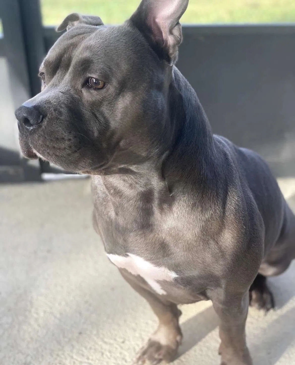 Lost dog in Winter Garden, FL, 34787