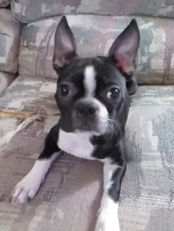 Lost dog in Rineyville, KY, 40162