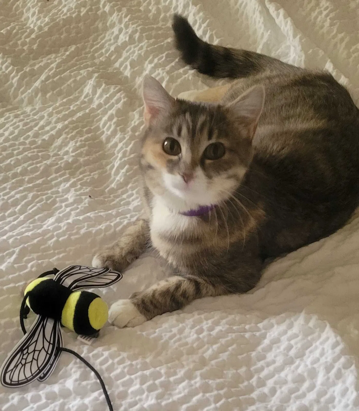 Lost cat in Grain Valley, MO, 64029