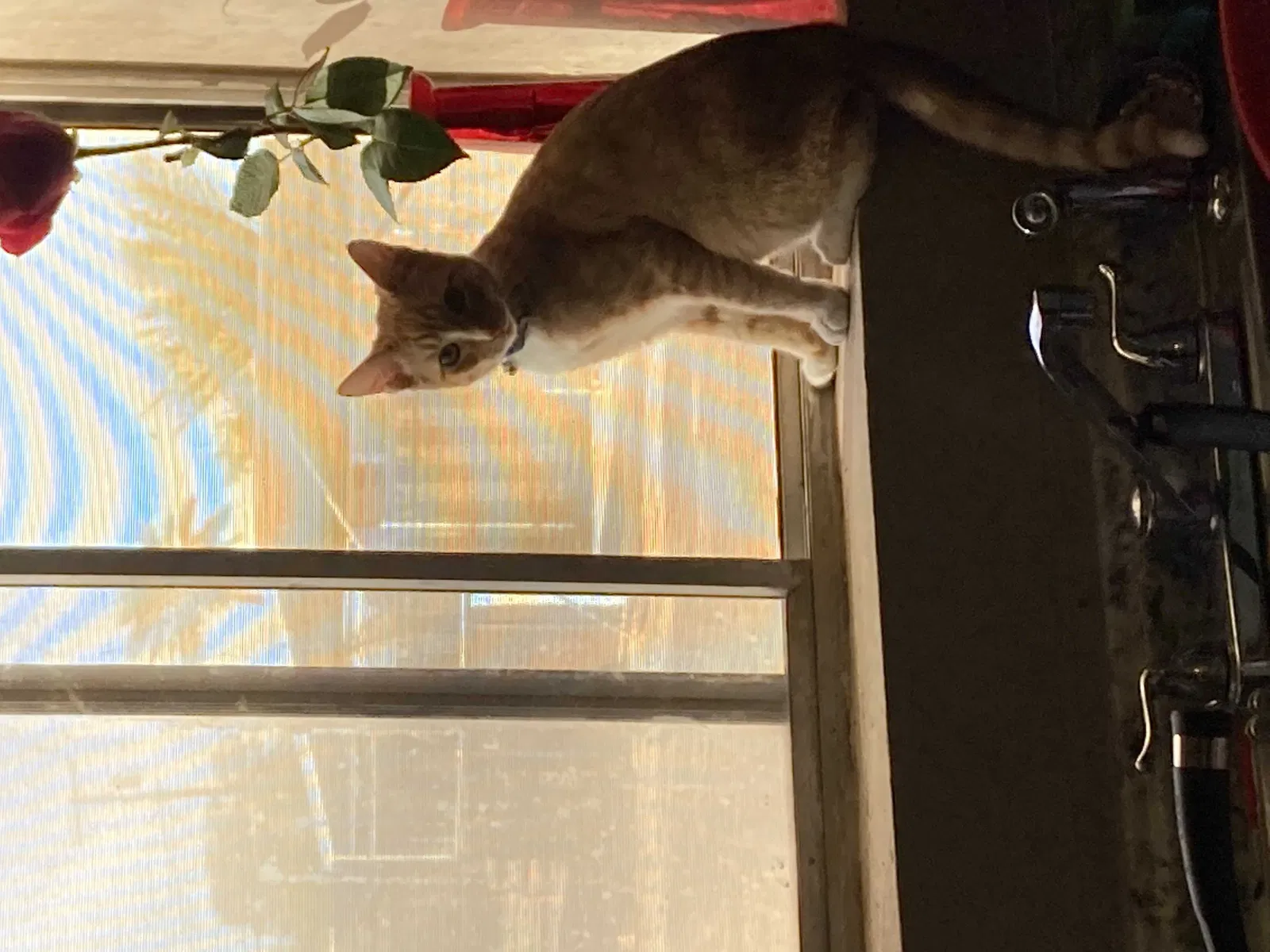 Lost cat in Phoenix, AZ, 85012