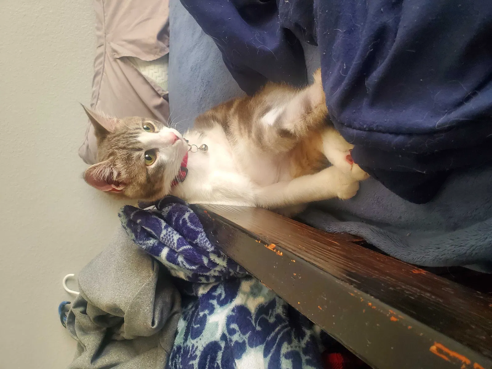 Lost cat in Converse, TX, 78109