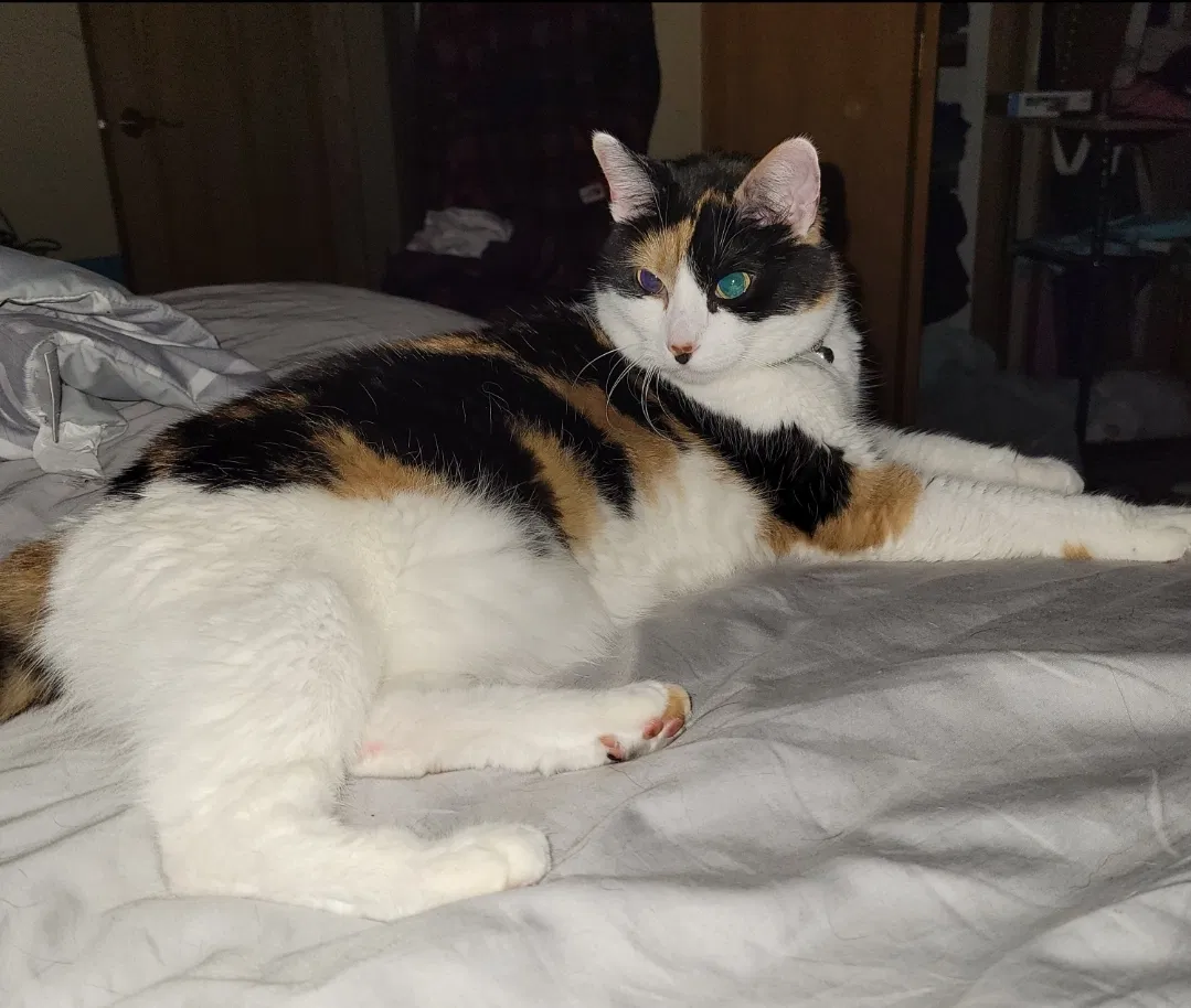 Lost cat in Savage, MN, 55378