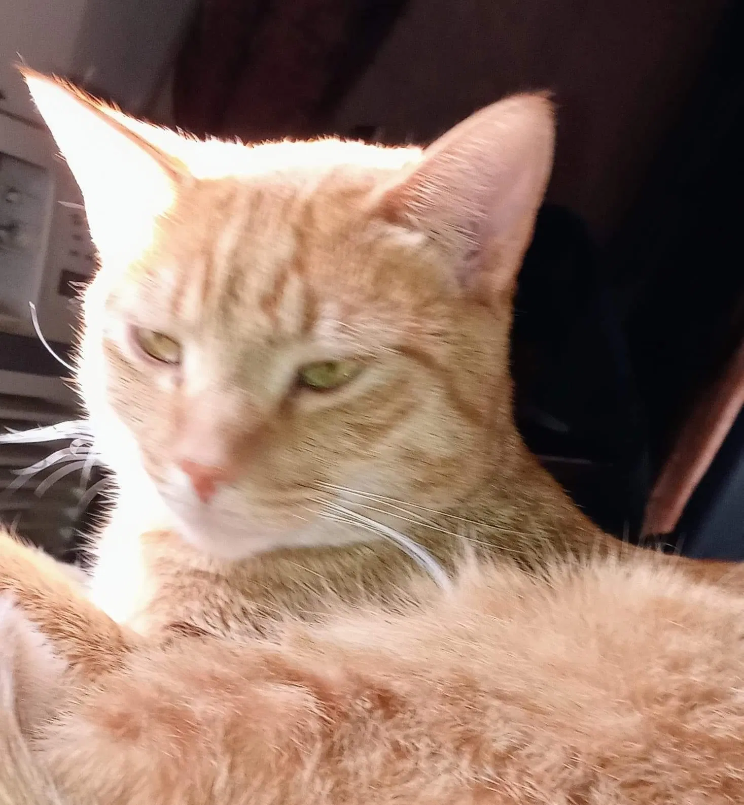 Lost cat in El Mirage, AZ, 85335