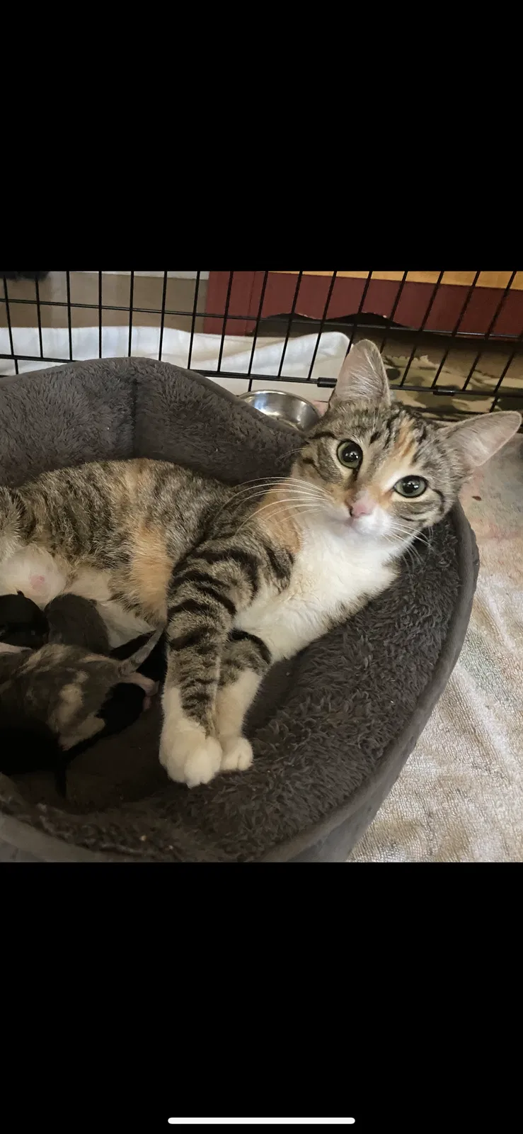 Lost cat in Norco, CA, 92860