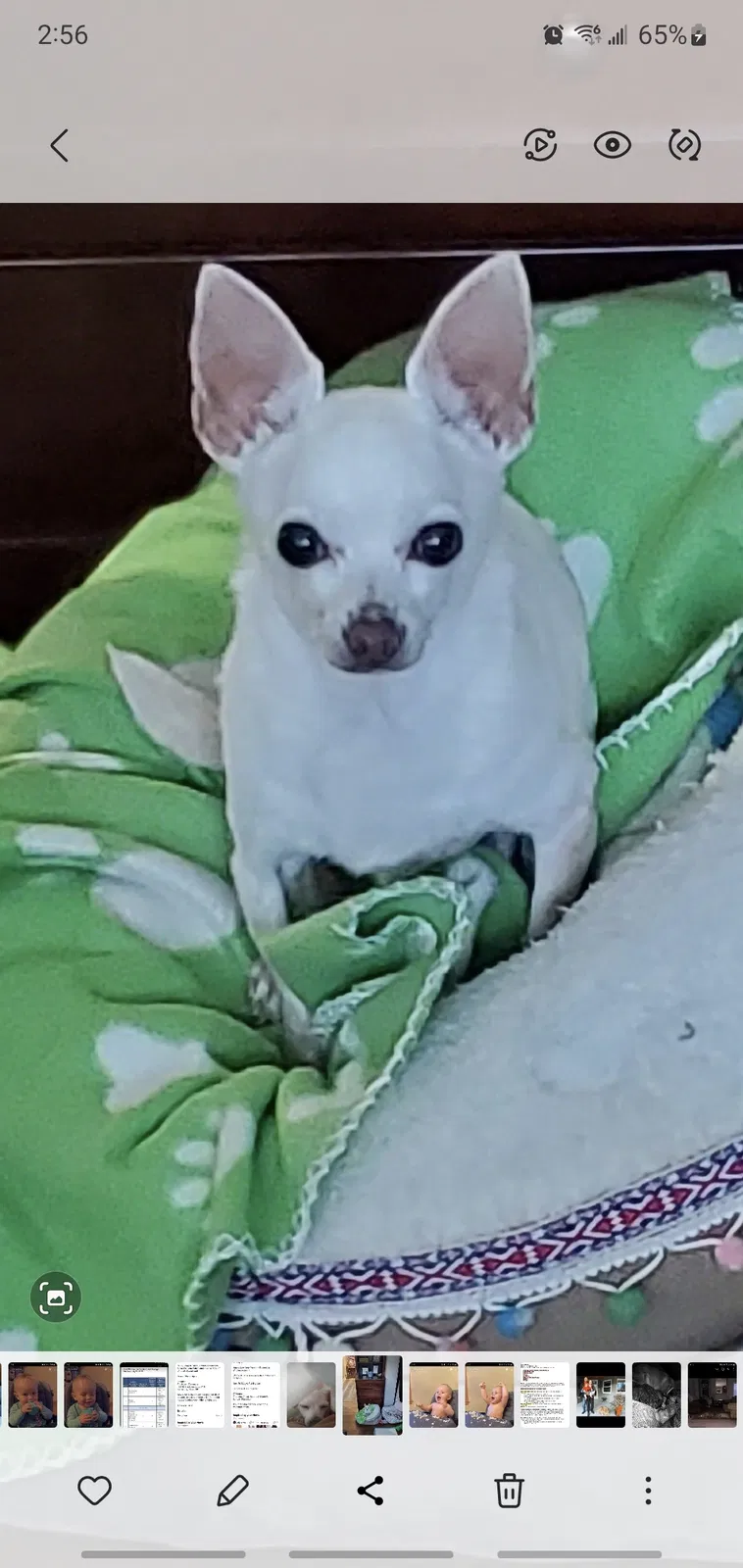 Lost dog in Wildomar, CA, 92595