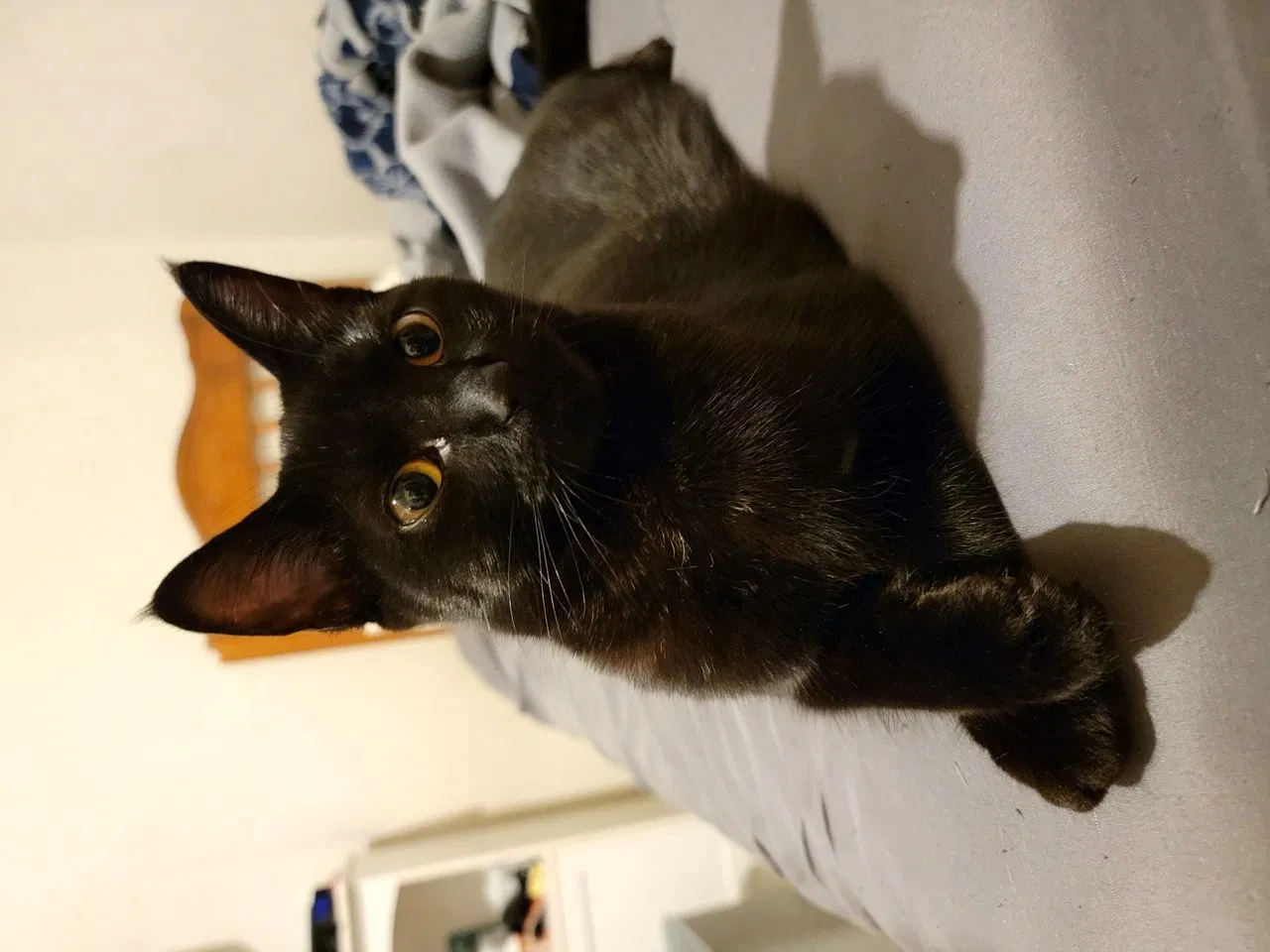 Lost cat in Saint Paul, MN, 55117