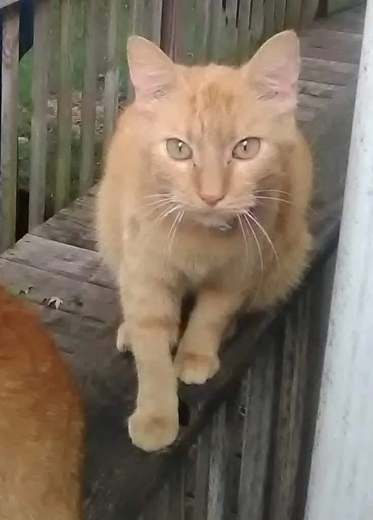 Lost cat in Mishawaka, IN, 46544