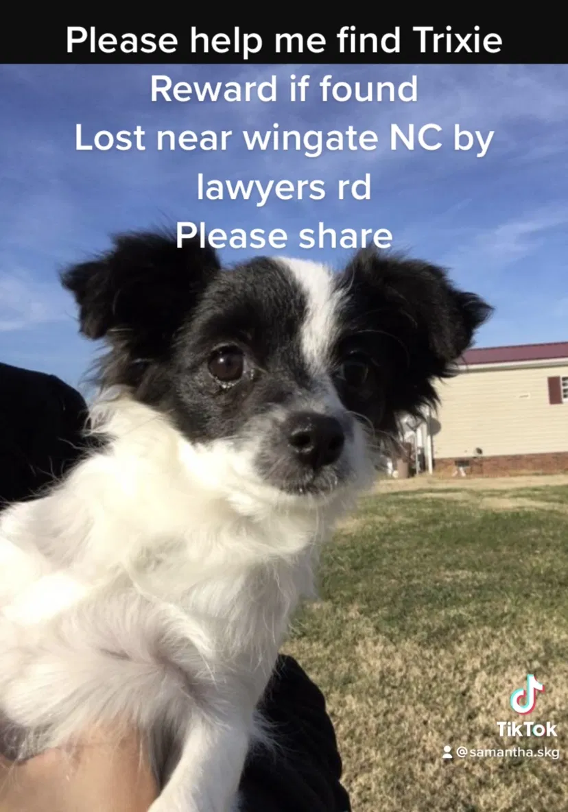 Lost dog in Wingate, NC, 28174