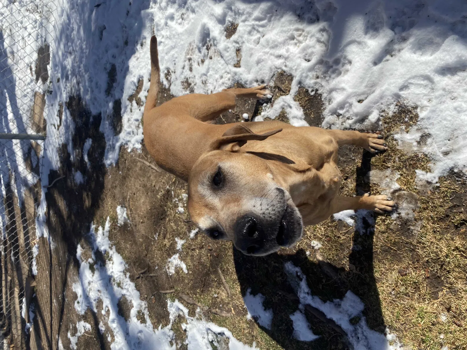 Lost dog in Placitas, NM, 87043